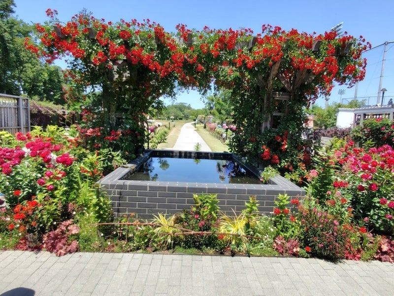 今が丁度見頃だった公園の薔薇の画像