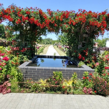今が丁度見頃だった公園の薔薇の画像