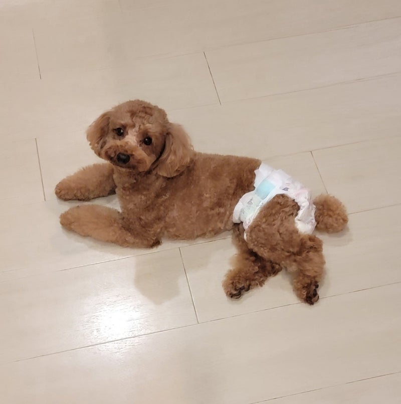 モト冬樹 ちょっと気難しい愛犬の画像