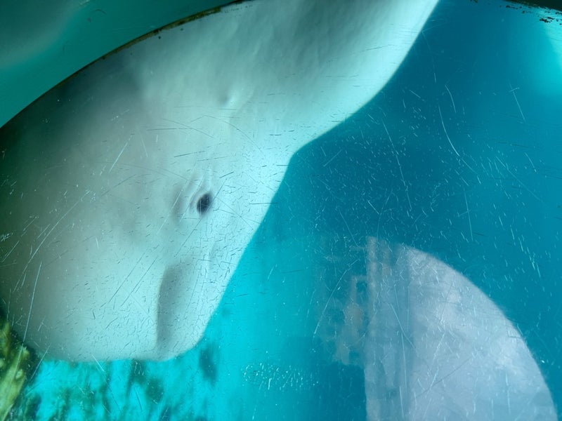 感動して元気をもらえた白イルカの画像