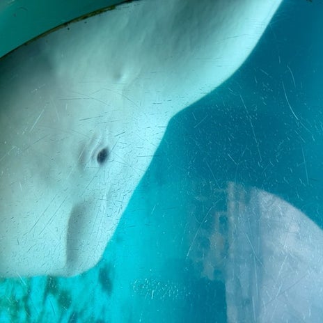 感動して元気をもらえた白イルカの画像