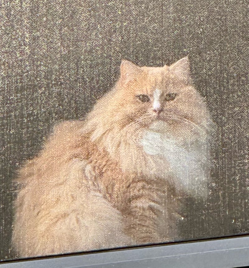 視線を感じた先にいた可愛い生き物の画像