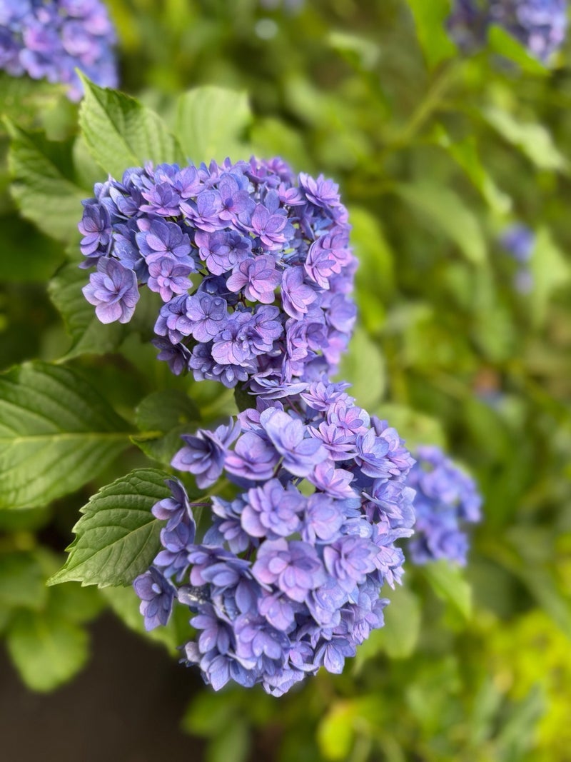假屋崎省吾 今年初の山ユリが開花の画像