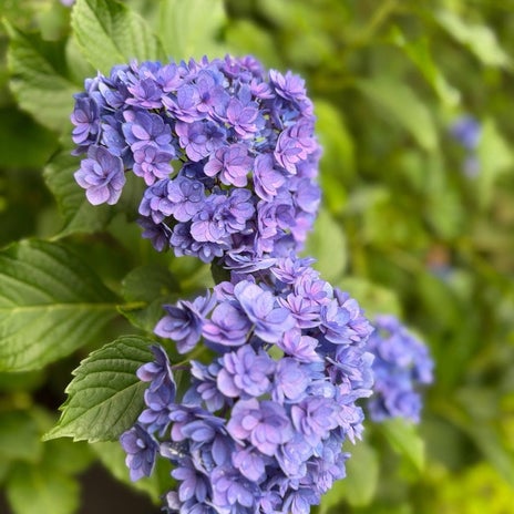 假屋崎省吾 今年初の山ユリが開花の画像