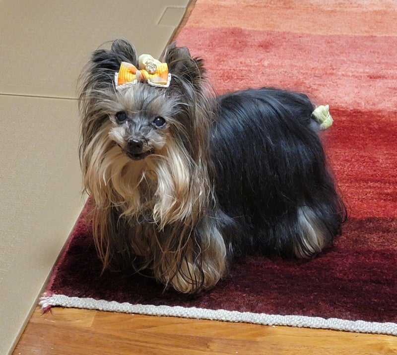 モト冬樹 愛犬の目の老化は治らないの画像