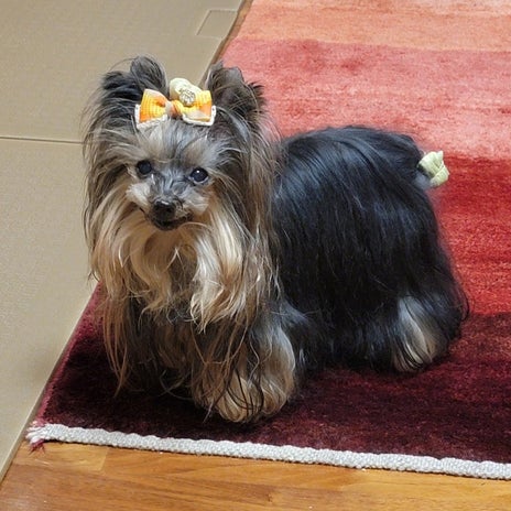 モト冬樹 愛犬の目の老化は治らないの画像