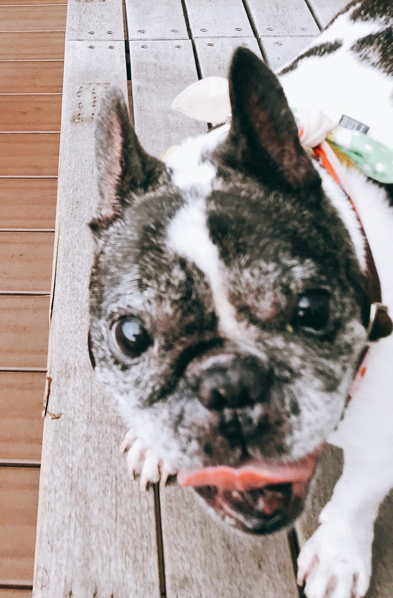 松居直美 愛犬が猫だったという嘘の画像