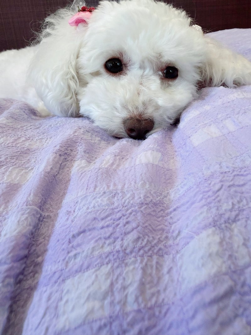 堀ちえみ 愛犬ゆきからの癒しの画像