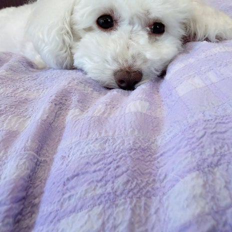堀ちえみ 愛犬ゆきからの癒しの画像