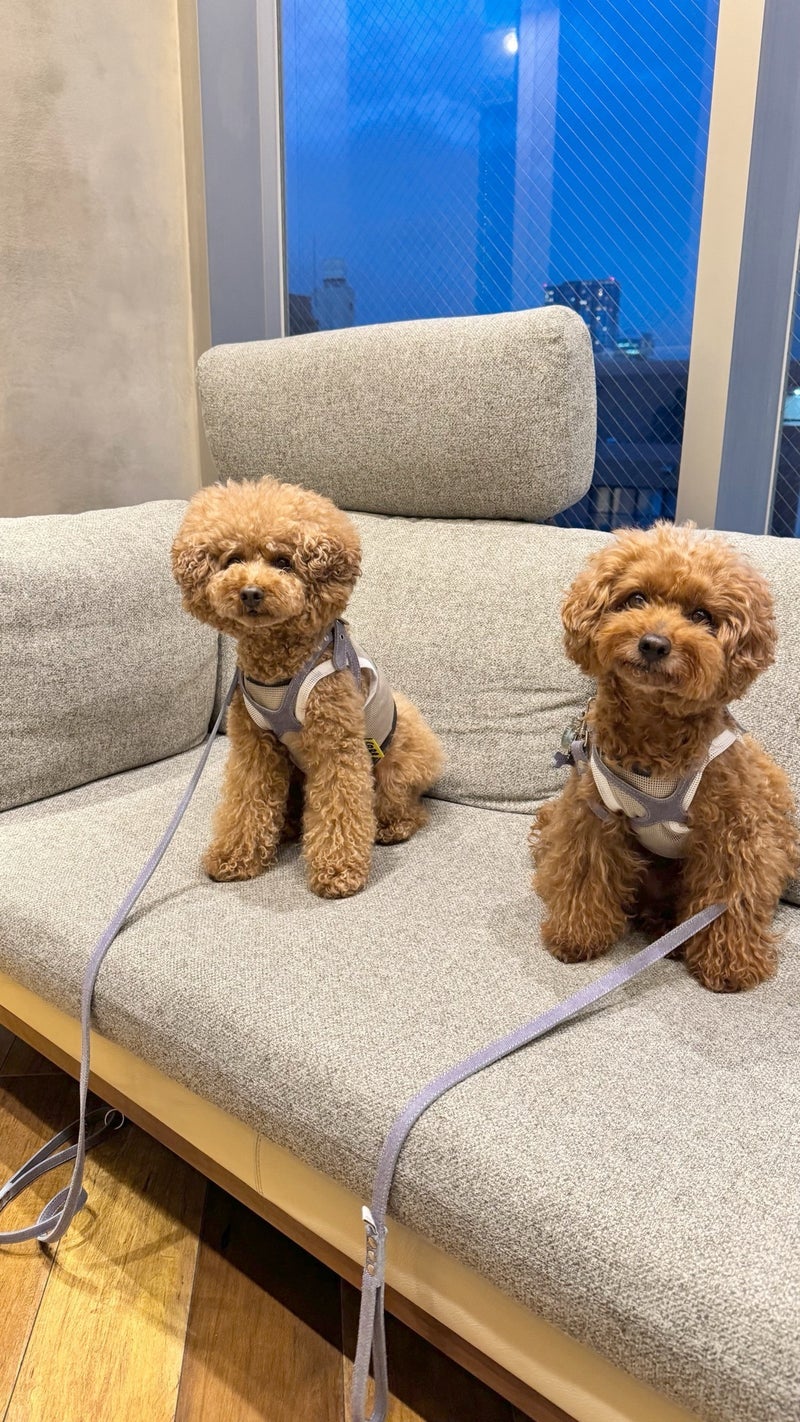結膜炎で点眼薬が必要な愛犬の画像