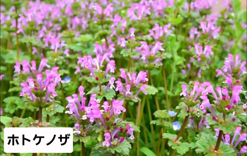 彼の愛情に任せる週末のドライブの画像