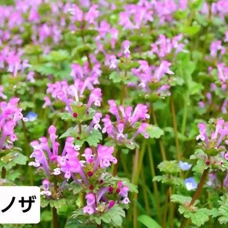 彼の愛情に任せる週末のドライブの画像