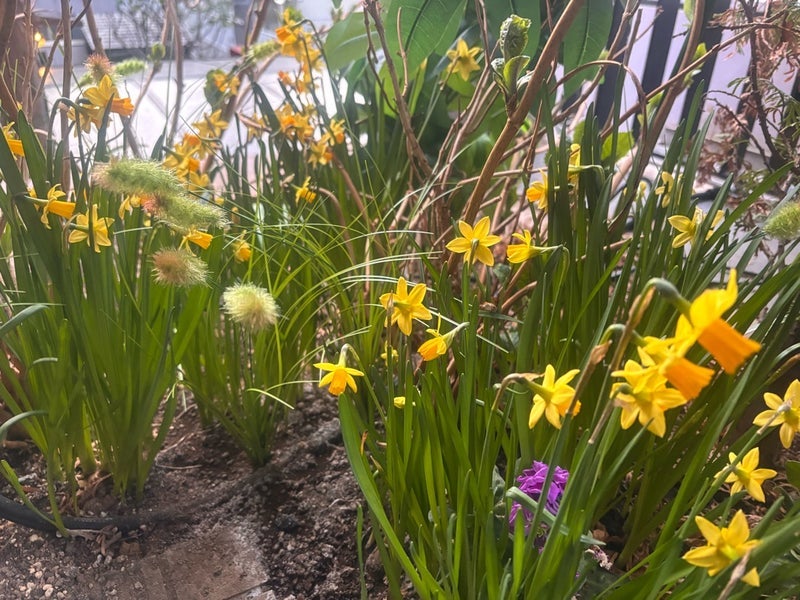 アグネス 春の足音がする自宅の花の画像