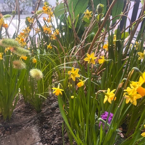 アグネス 春の足音がする自宅の花の画像