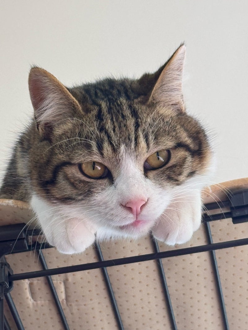 松居直美 保護猫のお手伝いをした日の画像