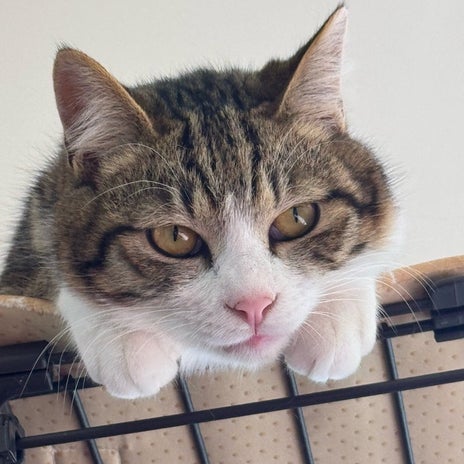 松居直美 保護猫のお手伝いをした日の画像