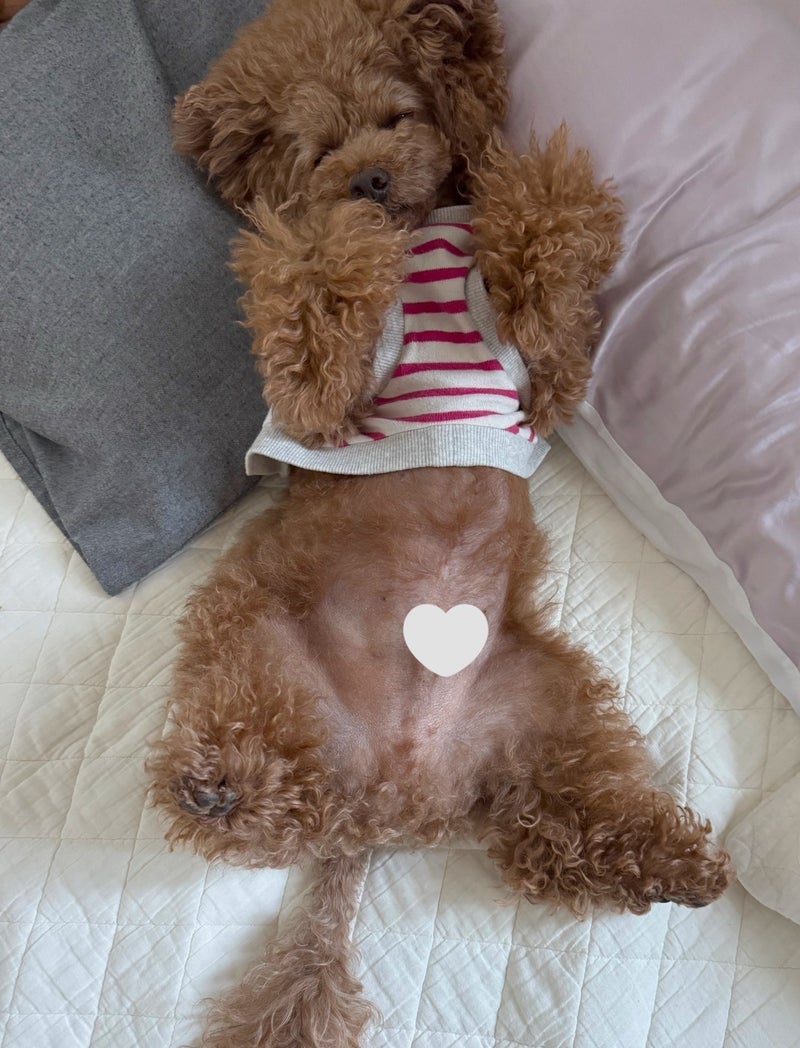 至れり尽くせりで幸せそうな愛犬の画像