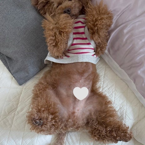 至れり尽くせりで幸せそうな愛犬の画像