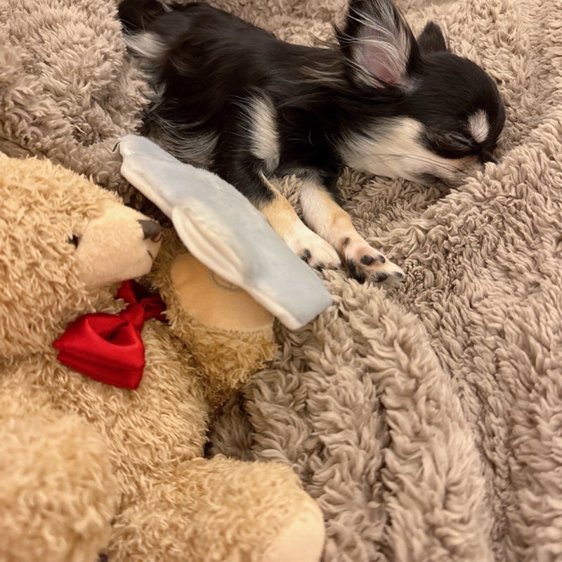 小柳ルミ子 愛犬との至福タイムの画像