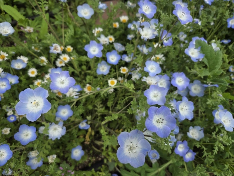 結局ネットで購入した電気ケトルの画像