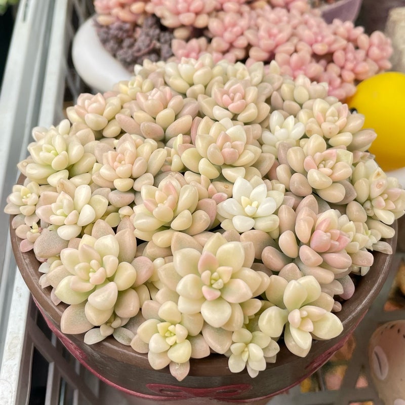 お土産で頂いた植物の不思議な違いの画像