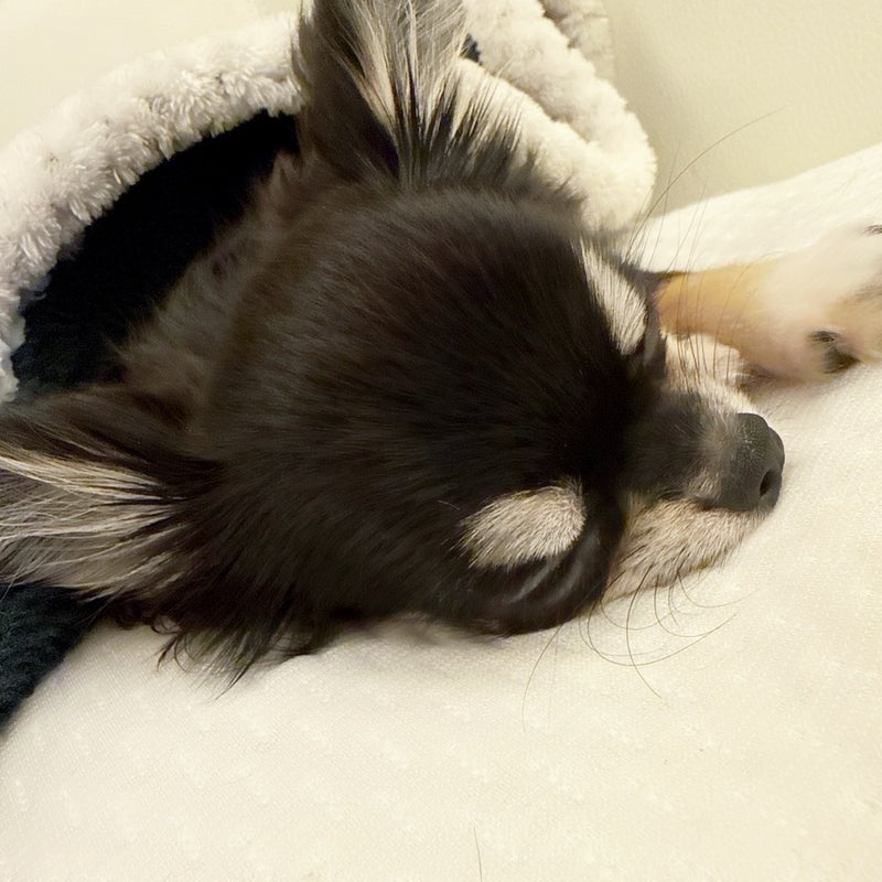 小柳ルミ子 暫く会えなくなる愛犬の画像