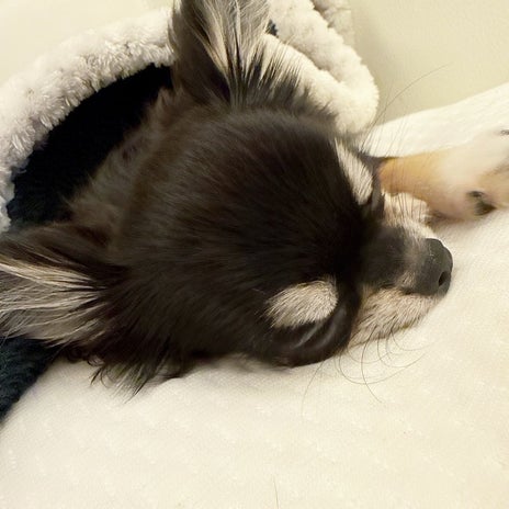 小柳ルミ子 暫く会えなくなる愛犬の画像