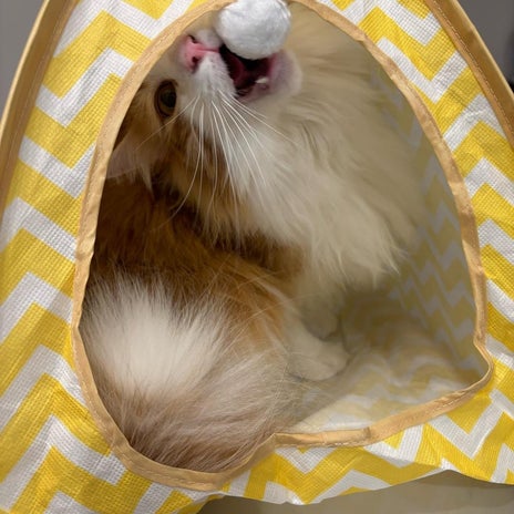 診察室で見た抵抗する愛猫の様子の画像