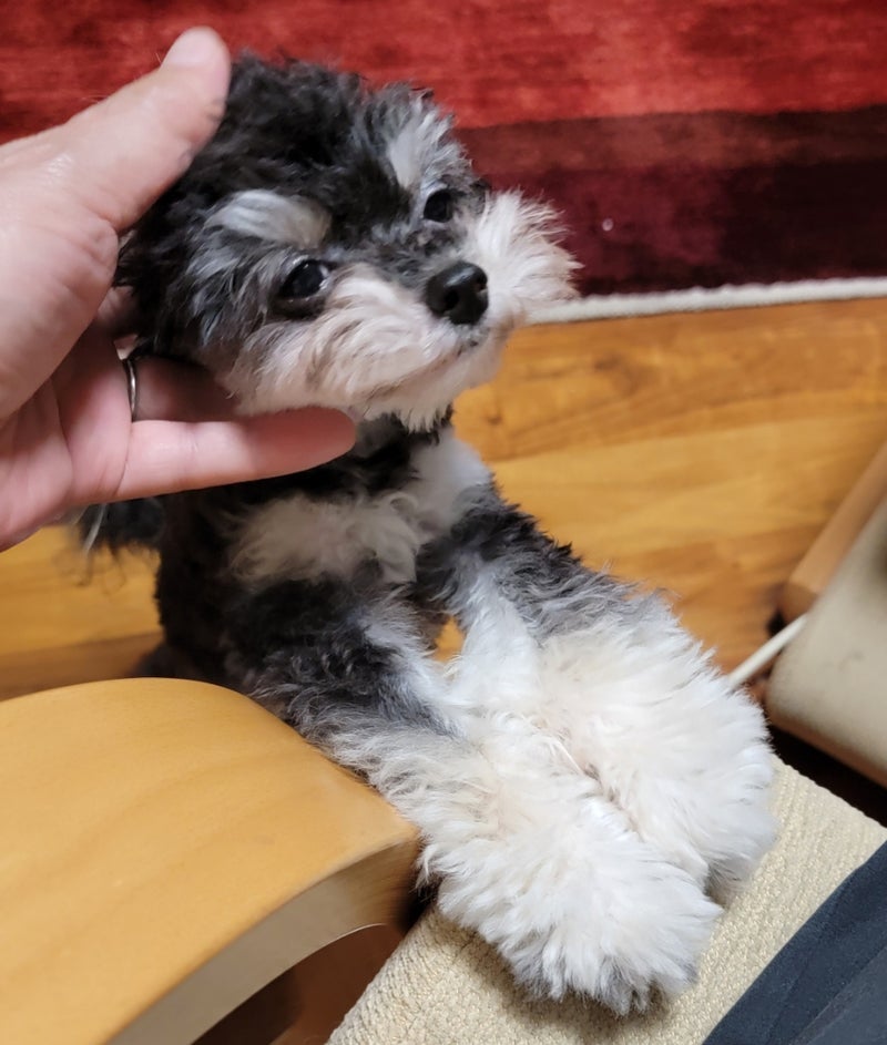 モト冬樹 愛らしい愛犬との別れの画像
