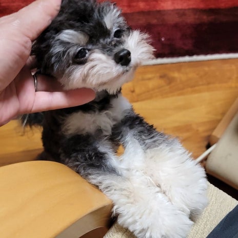 モト冬樹 愛らしい愛犬との別れの画像