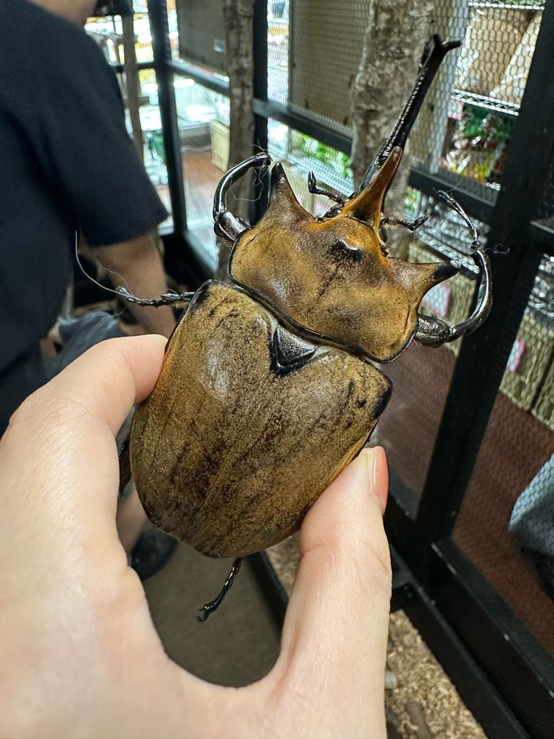 桃 15800円のヘラクレスオオカブトの画像