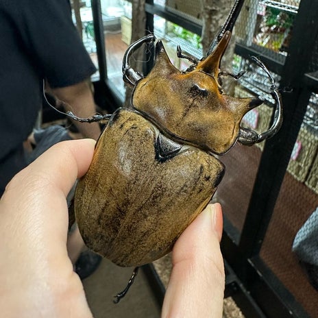 桃 15800円のヘラクレスオオカブトの画像