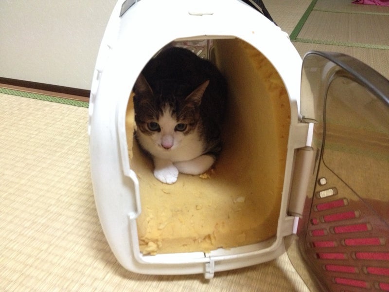 我が家にお迎えしたウチの子記念日の画像