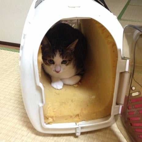 我が家にお迎えしたウチの子記念日の画像