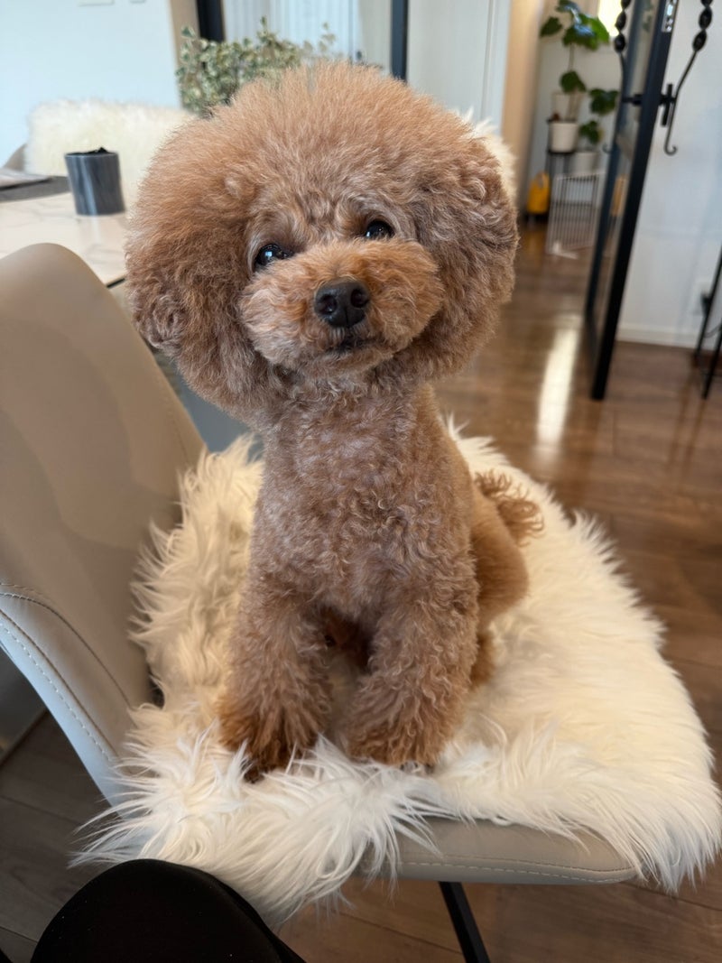 痛み止めを投与し様子見ている愛犬の画像