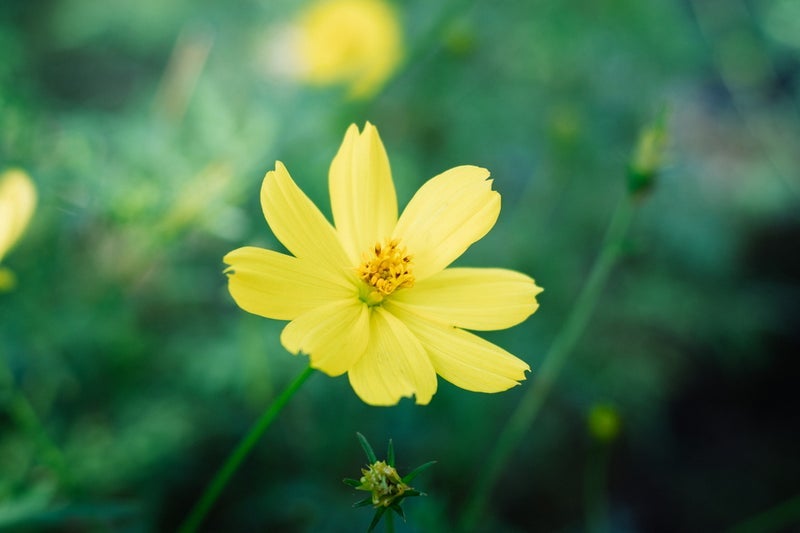 オレンジ色の花が多いキバナコスモスの画像