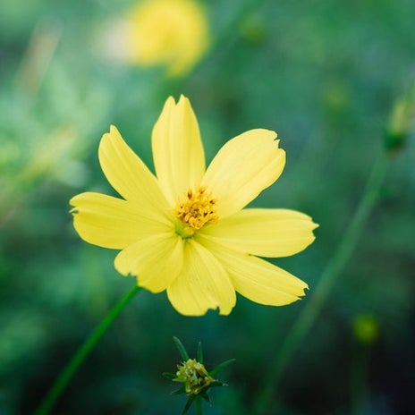 オレンジ色の花が多いキバナコスモスの画像