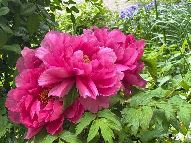 認知機能が低下し我儘になる母の画像