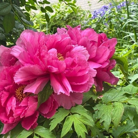 認知機能が低下し我儘になる母の画像