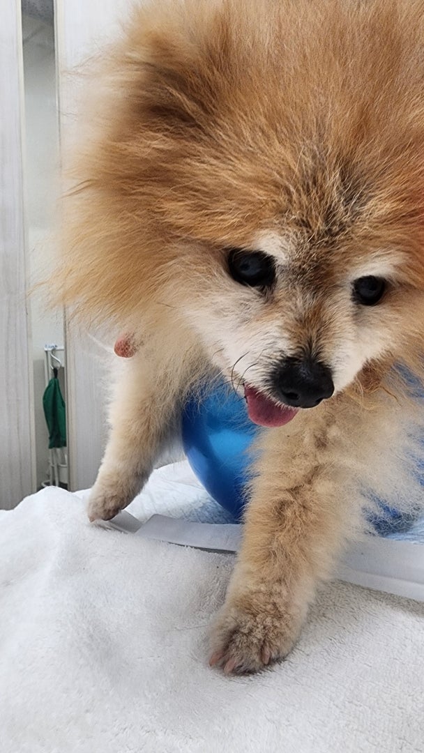 愛犬のリハビリに使う100均の品