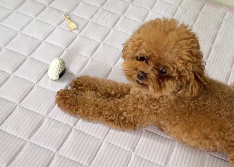 愛犬のご飯で今も試行錯誤中の画像