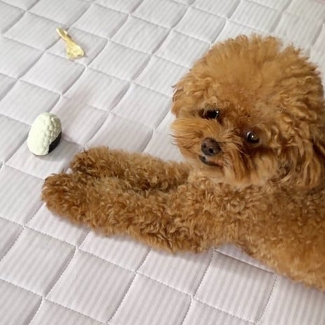 愛犬のご飯で今も試行錯誤中の画像