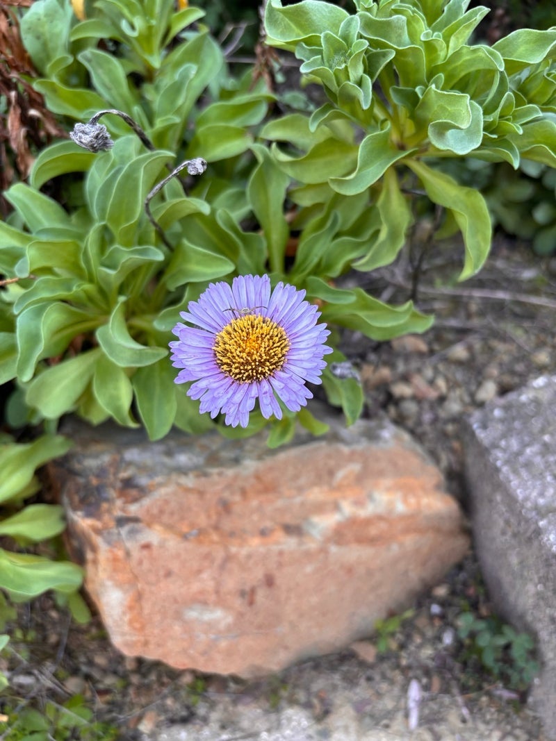 アグネス 長男の庭に咲いた花たちの画像