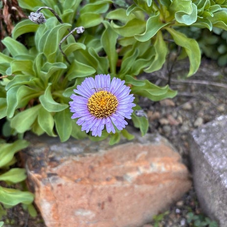 アグネス 長男の庭に咲いた花たちの画像