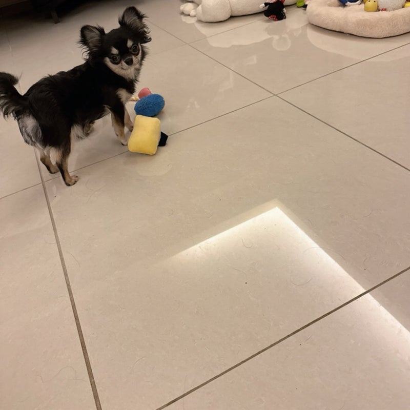 小柳ルミ子 愛犬が遊ぶ玉子寿司の画像