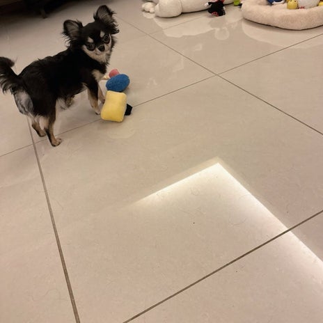 小柳ルミ子 愛犬が遊ぶ玉子寿司の画像
