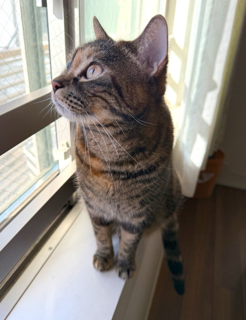 一撃で仕留めそうな猫の鋭い目つきの画像