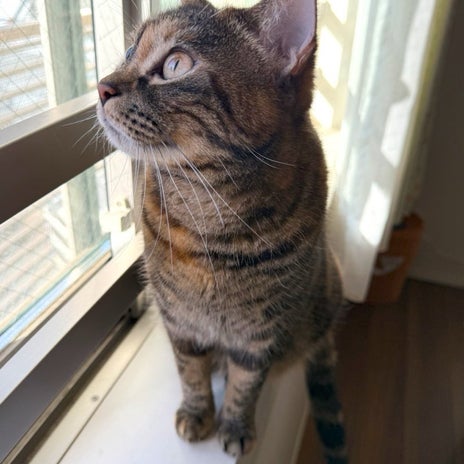 一撃で仕留めそうな猫の鋭い目つきの画像