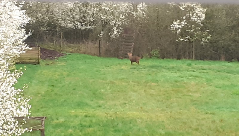 朝ガーデンで発見したストレンジャーの画像