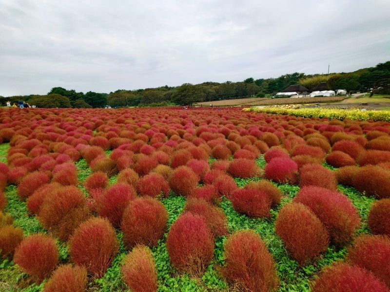 実家のコキアが海藻になった原因の画像
